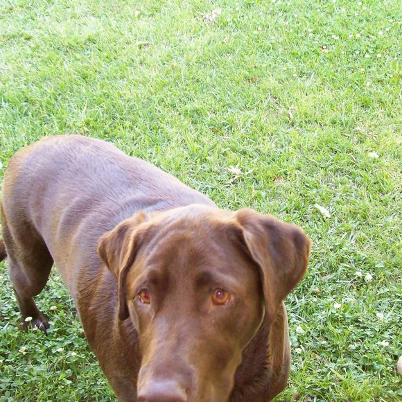 johnhenrythedog